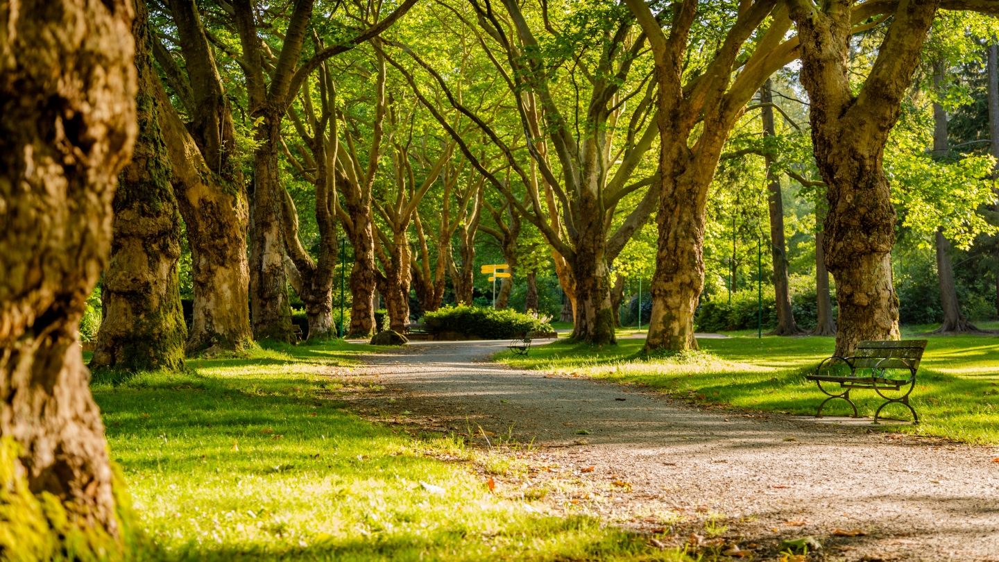Dominion Arboretum